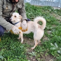 🐾 Küçük..
