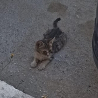 Hayata tu..