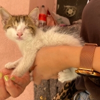 Sevecen kör kedi