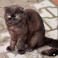 Çok acil..