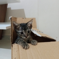 Minik Zey..