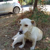 Sokağa at..