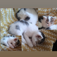 🐾3 hafta..