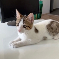 🐱 4 Aylık Kucak Delisi Zeus Erkek Bebek Yuva Arıyor (Mersin)