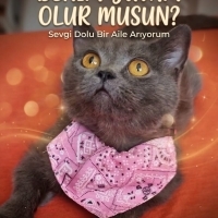 Dişi Brit..