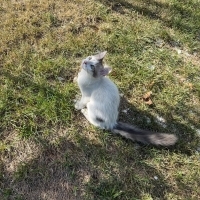 Minik kal..