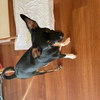 Chihuahua..
