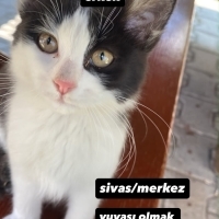 Çok uysal..