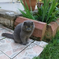 Minik Pon..