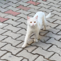 Ömürlük Y..