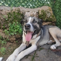 Tobi için..