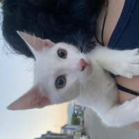 Leyla’ya..