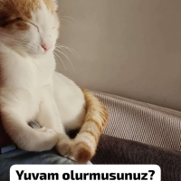 Cok akill..