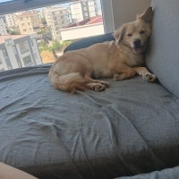 Sessiz sa..