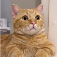 0532 202 91 32 BRITISH SHORTHAIR-SARMAN KIRMASI 1YAŞ KISIR ÇİPLİ OĞLUM EROS