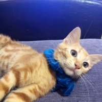 Balkabağı..