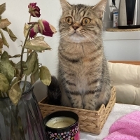 Tabby Bri..