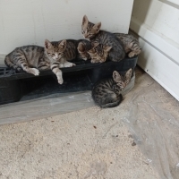 5 bebek s..