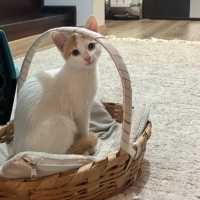 PRENS (Sü..