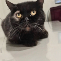 Sokağa terk edilmiş British Shorthair oğlan