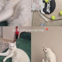 Yalancı d..