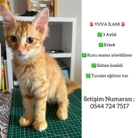 Kalıcı/Ge..