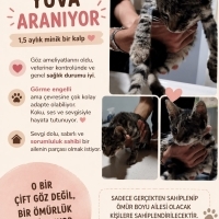 KÖR YAVRU..