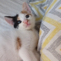 1 bucuk a..