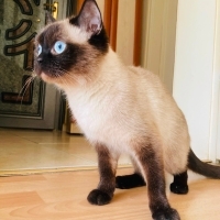 Siyam Kız..