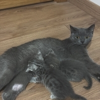 Güzel ann..