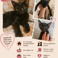 Kara Kedi..
