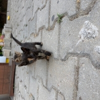 daha henüz 3 haftalık annesi yok çok tatlı ve sevecen