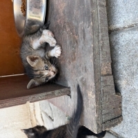3 haftalı..