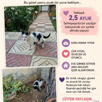 Çarşı yuv..