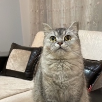 Ela gözlü..