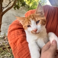 Acil güvenli bir yuva, bu güzel yavrunun dünyası neredeyse karanlık 😞