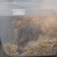 Cüce hams..