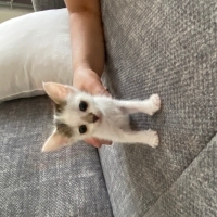 Minik kir..