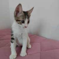 Tekir Yavru Kedi Sokaktan Bulundu
