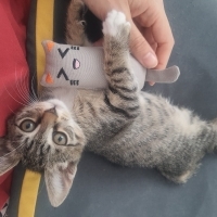 Lokumcuğa..