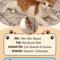 Merkür ,5..