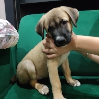KANGAL &..