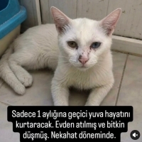 Maviş yuv..