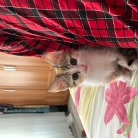yavru min..