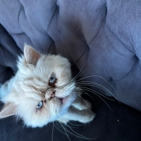 KISIR İRAN KEDİSİ  (PERSIAN)