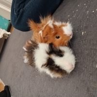 guinea pi..