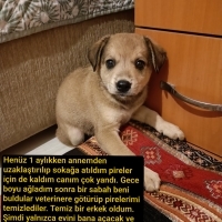 Tatlı bir..
