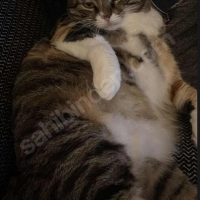 KEDİMİZİ..