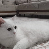 8 yaş dişi kısır kedi