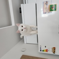 Kısırlaşt..